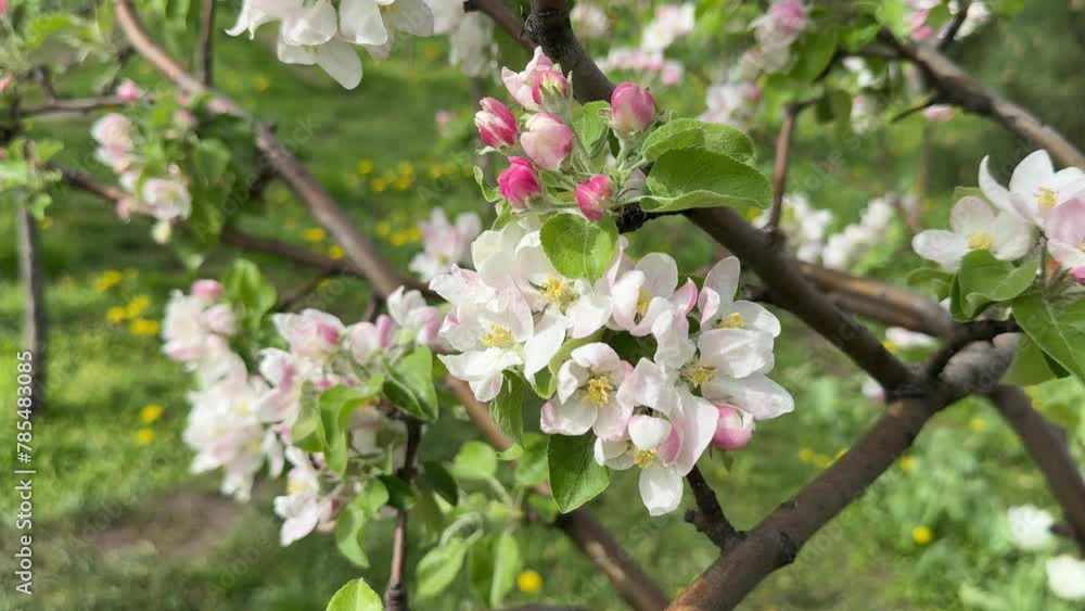 Apple tree blossom in spring orchard. Apple tree blossom in spring orchard.