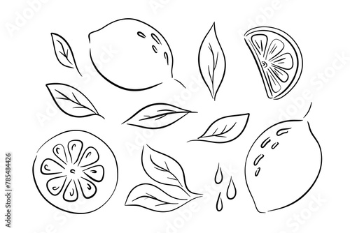 Set of lemons black line counter, doodle collection
