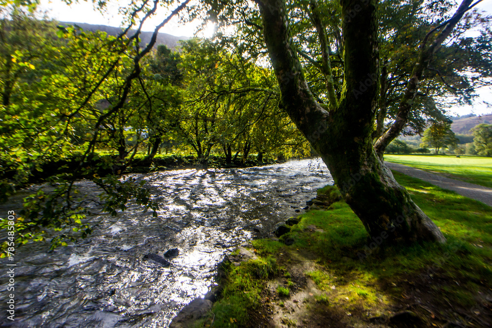 Large Welsh oak trees growing on the banks of the river Glaslyn just outside the village of Beddgelert in Eryri National Park, Wales Large Welsh oak trees growing on the banks of the river Glaslyn just outside the village of Beddgelert in Eryri National Park, Wales
