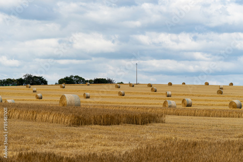Des rounds de paille parsèment le champ moissonné, formant un tableau rustique et harmonieux dans le paysage rural, symboles du travail saisonnier et de l'abondance agricole.