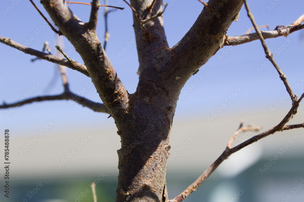 Tree with dry branches in nature Tree with dry branches in nature