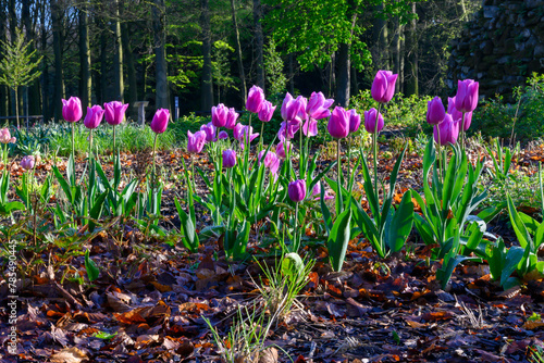  Purple tulips flowers. location: Rivierenhof - Deurne (Antwerp) Belgium photo