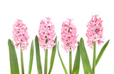 Flowers hyacinth isolated on white background. Set of pink spring flowers hyacinthus.
