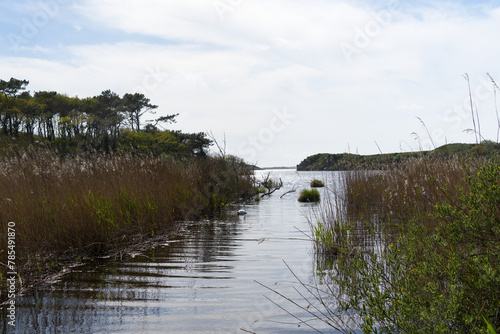 Hautes herbes sèches et touffes flottantes parsèment l'étang de Trunvel, créant une scène sereine dans la baie d'Audierne, Bretagne. photo