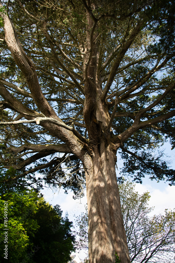 Naklejka premium Arbres dans la nature en Bretagne