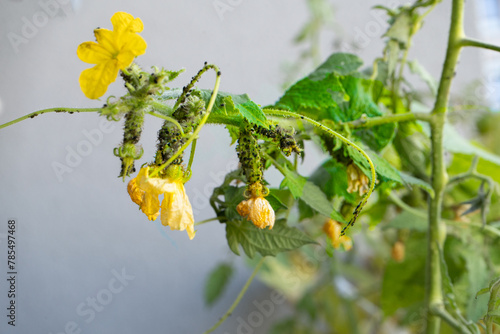 Black aphids on cucumbers. A harmful insect on the plant in the garden. Cucumber and aphid. Infection on the green plants greenhouse.
