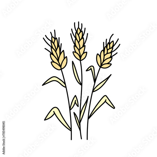 Wheat  cereals in doodle style. Vector illustration .