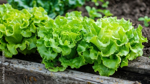 Vibrant greenhouse scene  lush lettuce thriving abundantly in a fresh, green environment