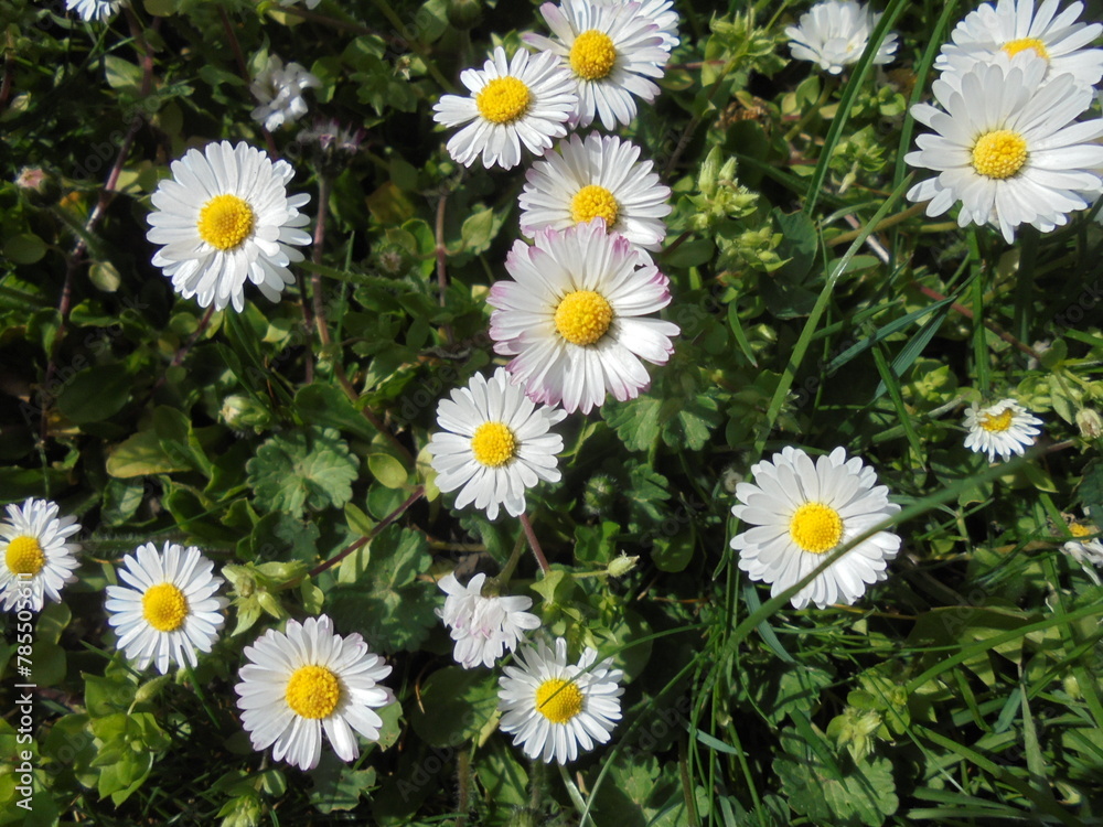 Very beautiful chamomile flowers close up Very beautiful chamomile flowers close up