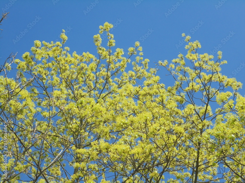 very beautiful tree branches in spring against the blue sky very beautiful tree branches in spring against the blue sky