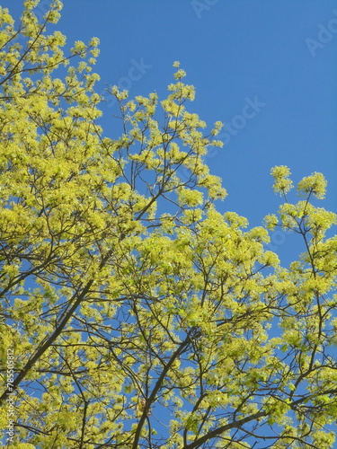 very beautiful tree branches in spring against the blue sky