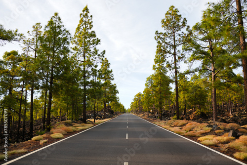 Remote beautiful road in the Teide national park Tenerife, Spain trough pine tree forrests.