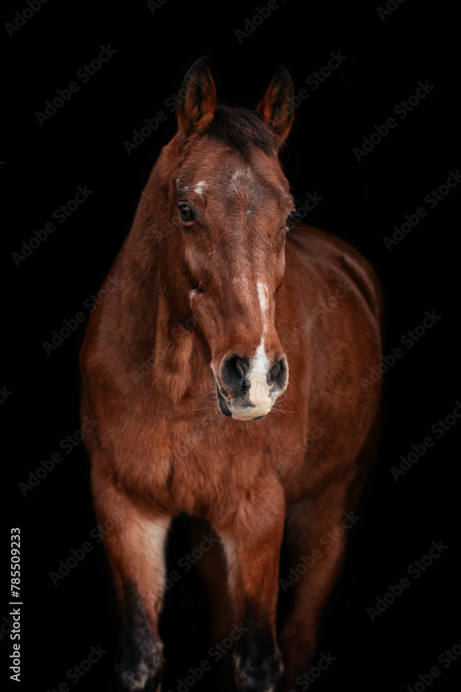 Obraz premium Weihnachtspony