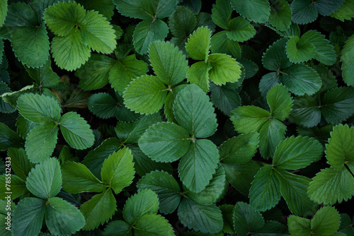 Strawberry leaves background. Fresh green garden strawberry plant leaves from above position. Green foliage texture