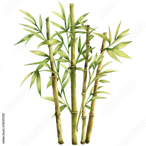 Bamboo with leaf in watercolour style isolated on transparent background.