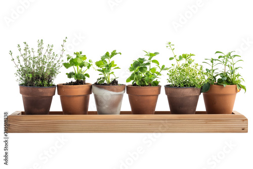 Herb Garden Selection in Terracotta Pots on Wooden Shelf Isolated