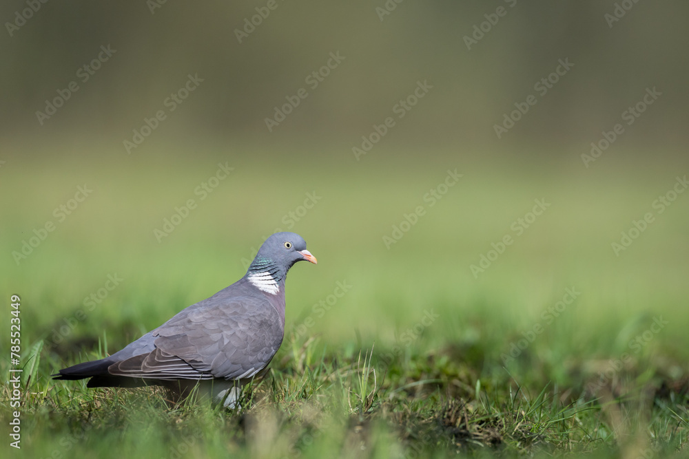 Bird Wood pigeon Columba palumbus, spring time close up, Poland Europe Bird Wood pigeon Columba palumbus, spring time close up, Poland Europe