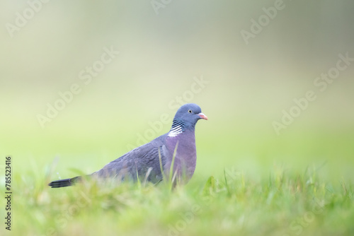 Bird Wood pigeon Columba palumbus, spring time close up, Poland Europe