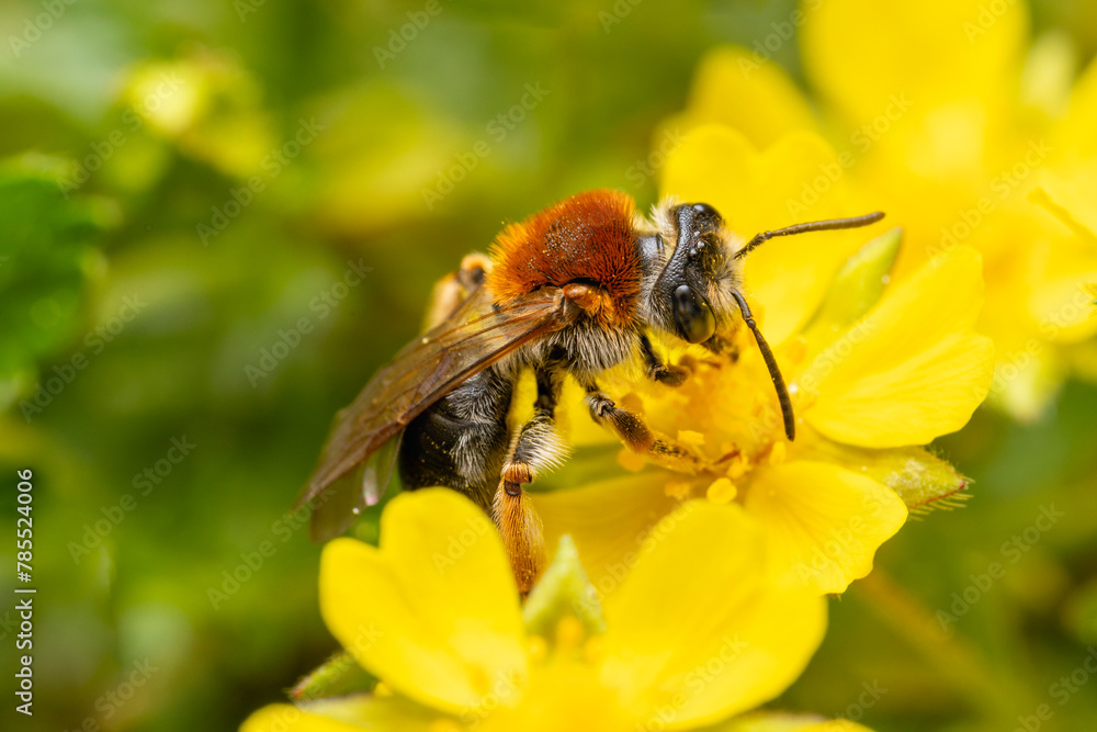 Rotschopfige Sandbiene an gelber Blüte makro Rotschopfige Sandbiene an gelber Blüte makro