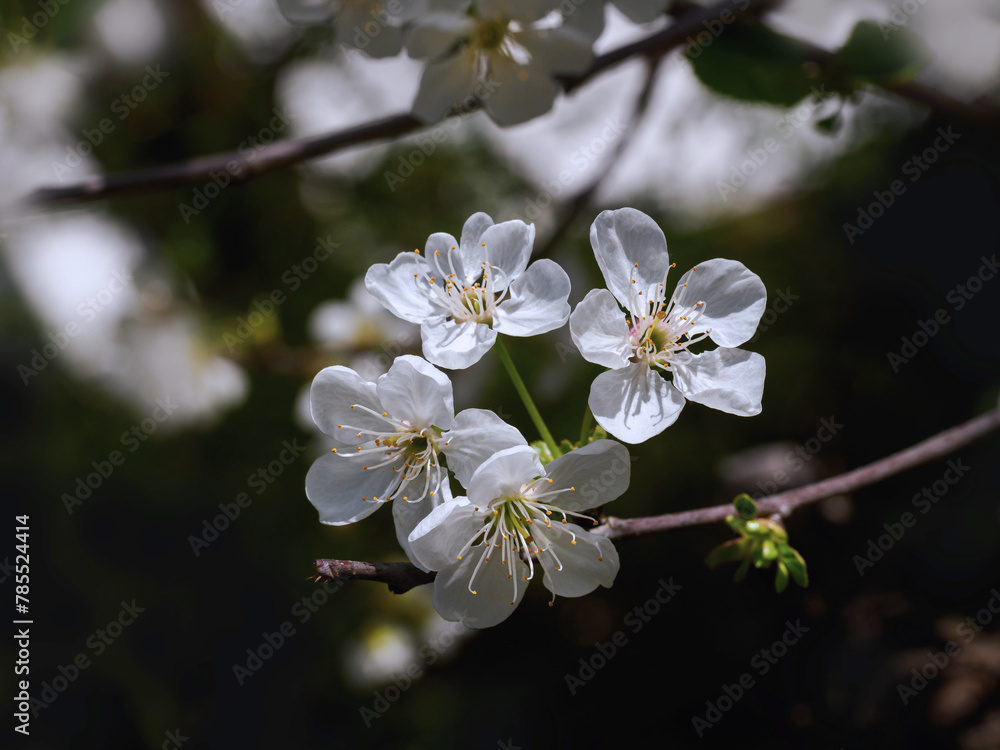 Kirschblüten weiß, Garten, Kirschblüten weiß, Garten,
