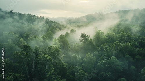 Elevated view of a misty primeval forest, revealing the untouched splendor of its verdant expanse 02 © Maelgoa
