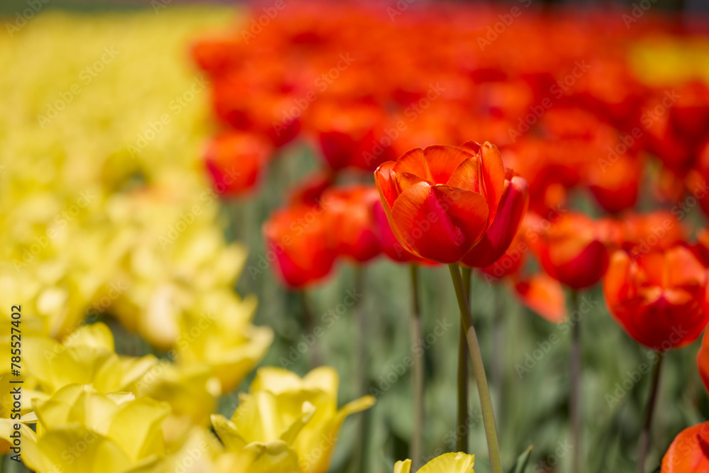 Clouse ap with different types of beautiful tulips in different colors ...