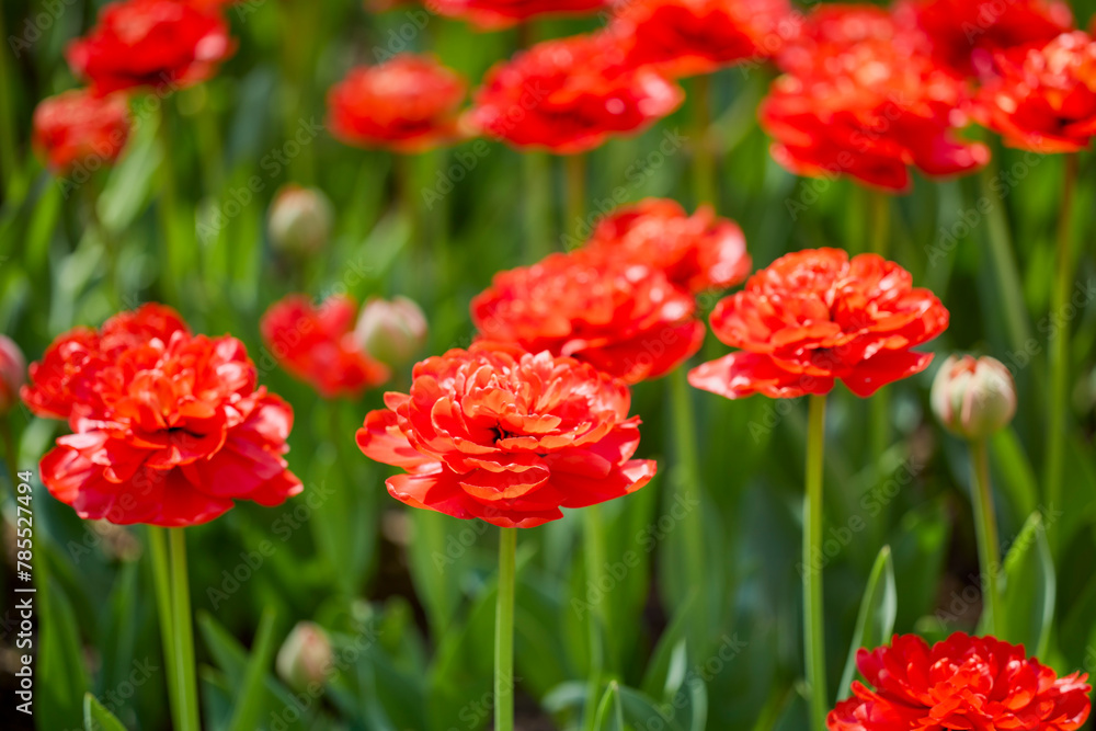 Fototapeta premium Clouse ap with different types of beautiful tulips in different colors with bokeh.