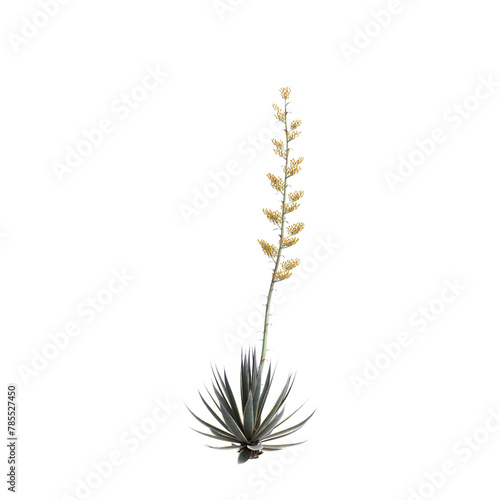 3d illustration of Agave angustifolia tree isolated on transparent background photo