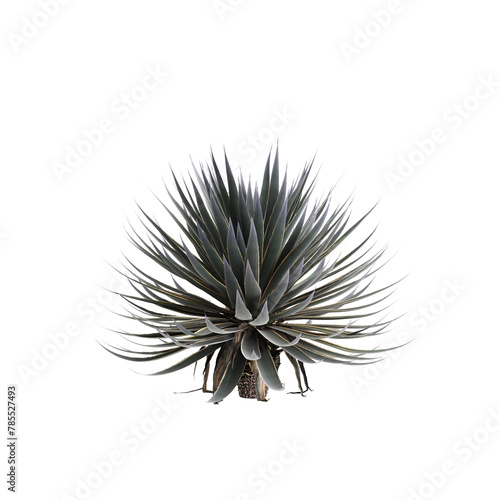 3d illustration of Agave angustifolia tree isolated on transparent background