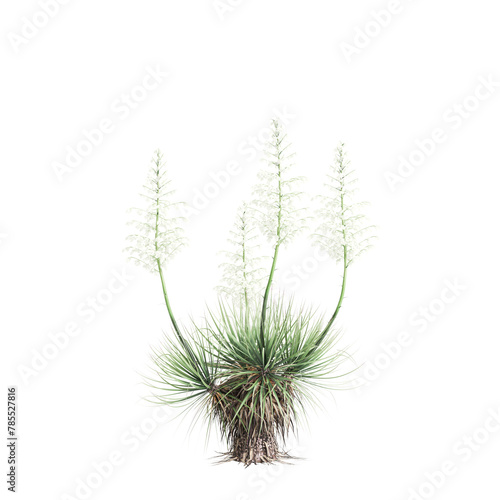 3d illustration of Yucca thompsoniana tree isolated on transparent background