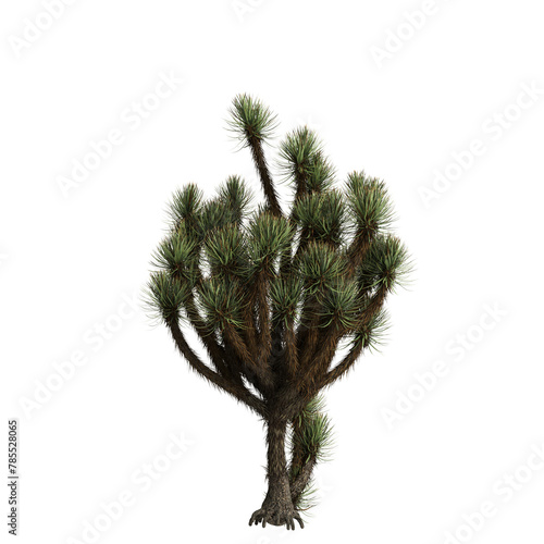 3d illustration of Yucca brevifolia tree isolated on transparent background photo