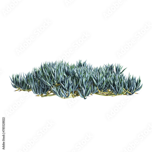 3d illustration of Senecio mandraliscae bush isolated on transparent background © TrngPhp