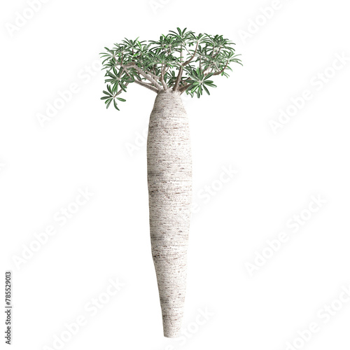 3d illustration of Pachypodium geayi tree isolated on transparent background photo