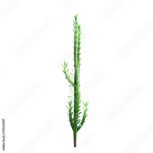 3d illustration of Euphorbia trigona bush isolated on transparent background