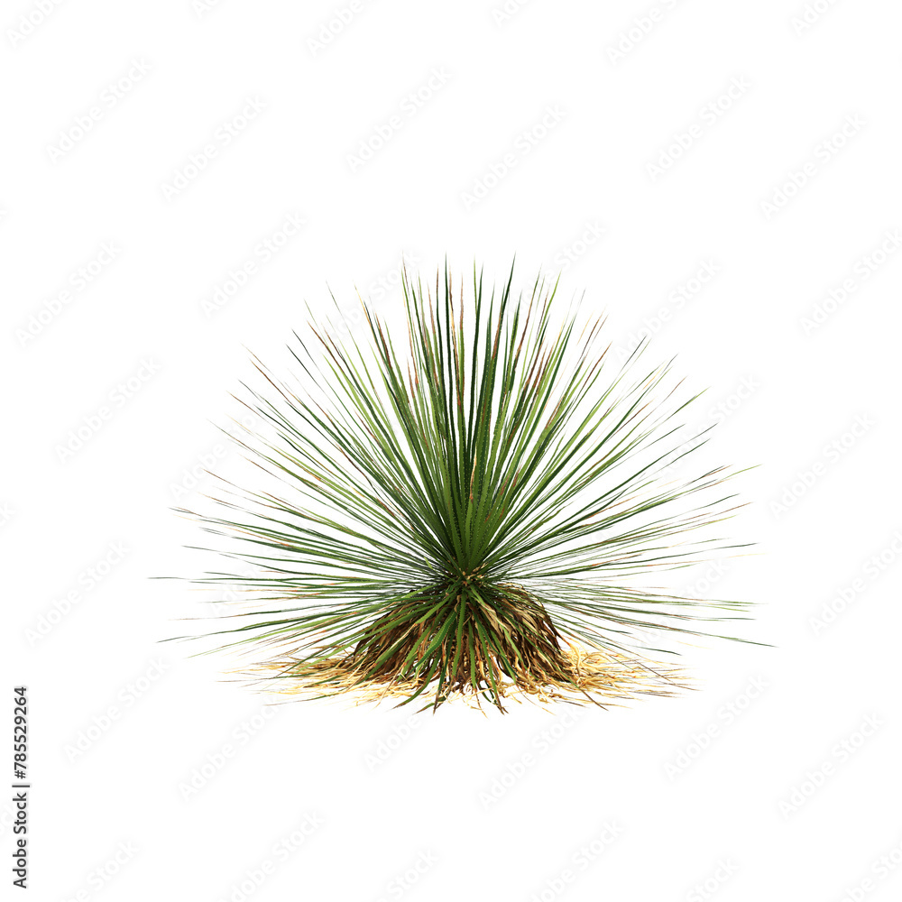 Naklejka premium 3d illustration of Dasylirion texanum bush isolated on transparent background