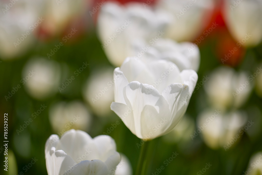 Clouse ap with different types of beautiful tulips in different colors with bokeh.