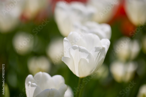 Obraz na płótnie Clouse ap with different types of beautiful tulips in different colors with bokeh. w salonie