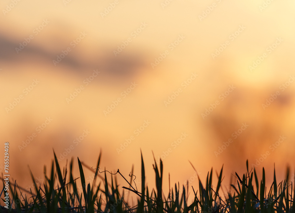 Elegant blades of grass silhouetted against golden sunset. Abstract colored background with copy space.