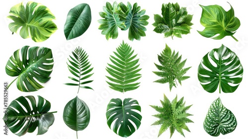 Collection of Green Leaves of Tropical Plants