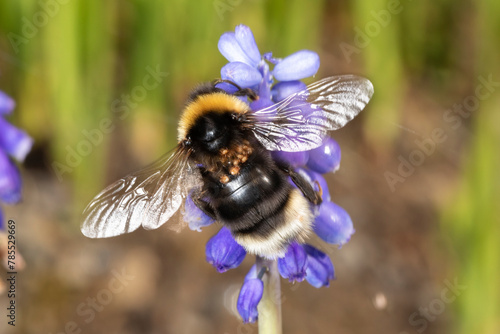 Hummel mit Milbenbefall an Traubenhyazinthe makro photo