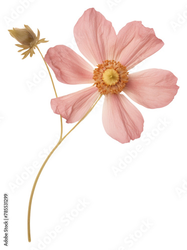 PNG Real Pressed a single pink anemone flowers petal plant inflorescence © Rawpixel.com