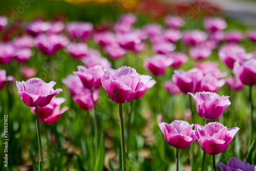 Clouse ap with different types of beautiful tulips in different colors with bokeh. © czamfir