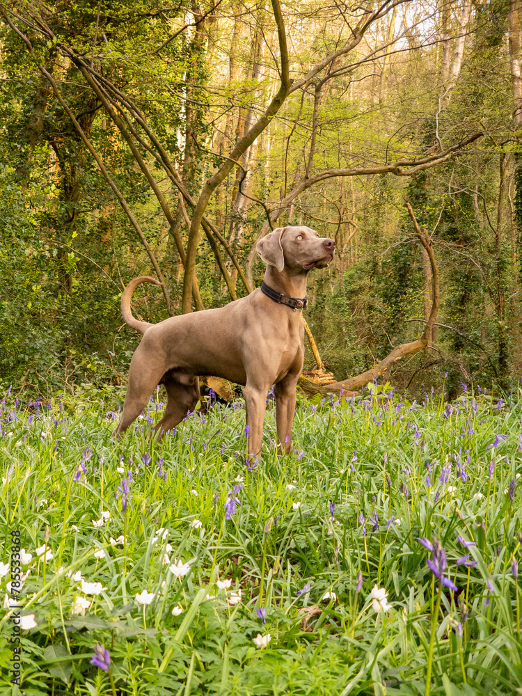 Weimaraner Dog in the woods surrounded by bluebells and trees