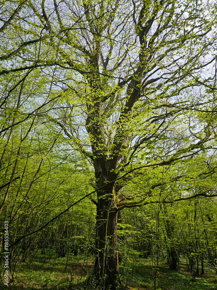Ancient English woodland in spring with bluebells wood anemone and big old Oak trees Ancient English woodland in spring with bluebells wood anemone and big old Oak trees