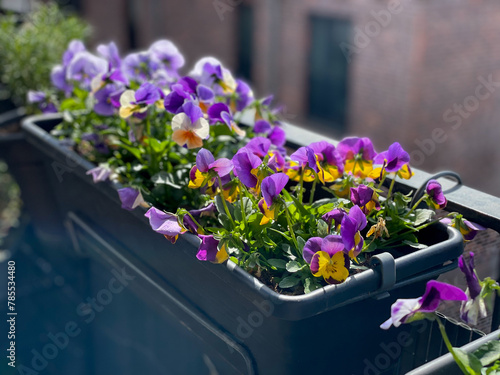 Beautiful bright viola cornuta pansy flowers in vibrant purple, violet and yellow color in flower pot hanging on the balcony fence, spring beautiful balcony flowers close up
