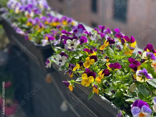 Beautiful bright viola cornuta pansy flowers in vibrant purple, violet and yellow color in flower pot hanging on the balcony fence, spring beautiful balcony flowers close up
