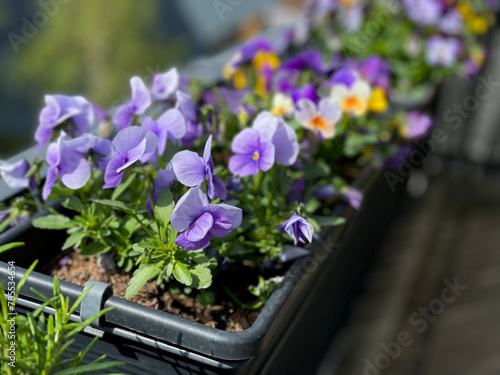 Vibrant purple spring flowers viola cornuta close up, flower bed with colorful violet pansies high angel view, floral spring wallpaper background	
