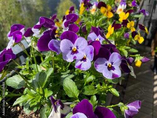 Vibrant purple spring flowers viola cornuta close up, flower bed with colorful violet pansies high angel view, floral spring wallpaper background	
