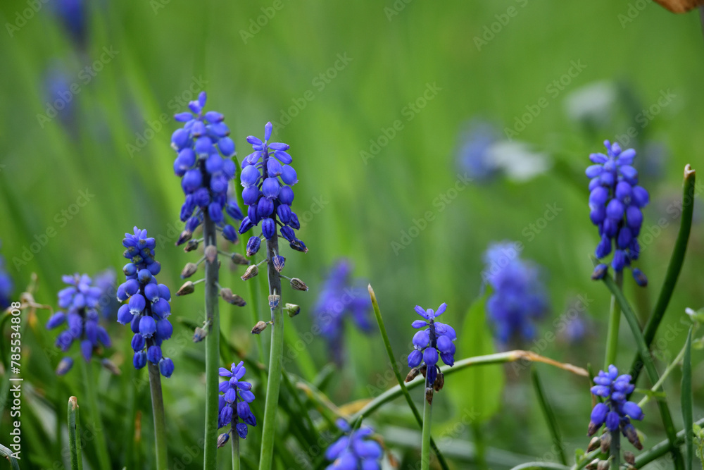 Obraz premium Nahaufnahme im Frühlingsgarten vor Pfingsten im April. Farbenfrohe Blüten vor unscharfem grünem Gras als Grußkartenmotiv