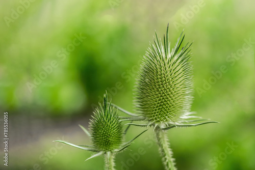 Slit Leaf Teasel - Dipsacus laciniatus against a green background photo